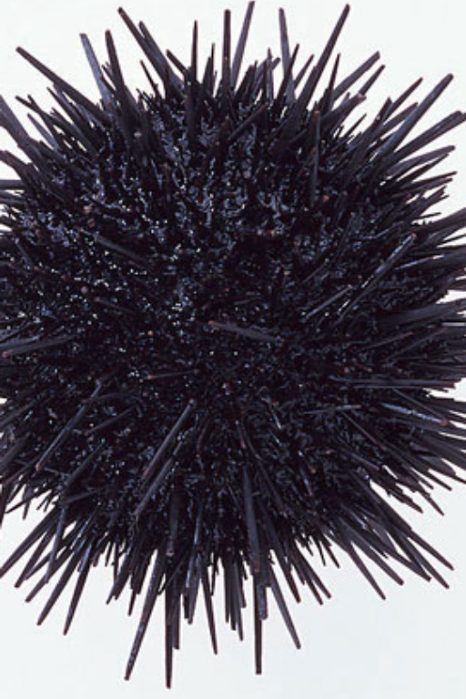 谁敢うに朕？！