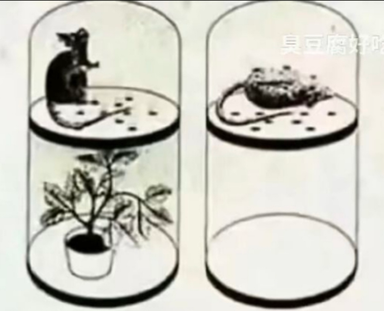 卡尔就这样白白死掉了