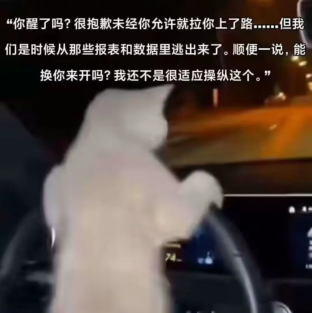 开车带你逃走的猫猫