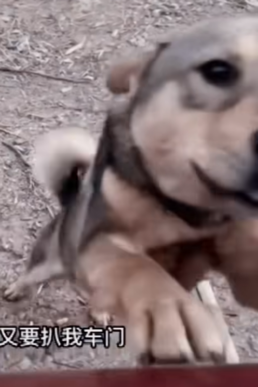 狗儿要听狗儿歌