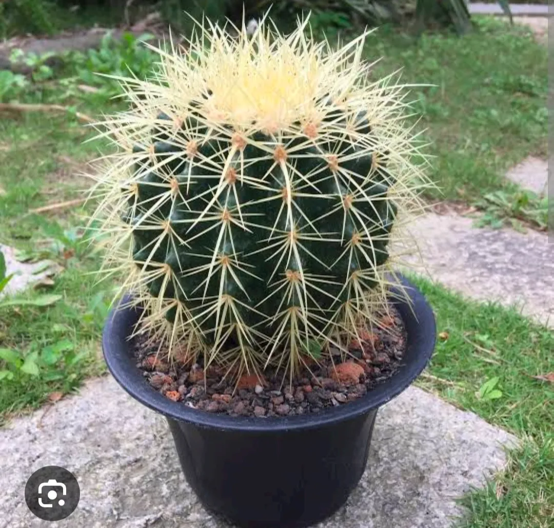 仙人球（这个透了会死）