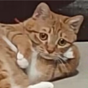 优酸鹭