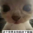 陈天毅龙（定制滴滴，@nb33334444bot  ）