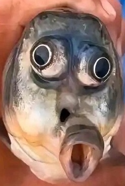 LLL