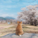 残月