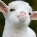 喜羊羊爱上沸羊羊
