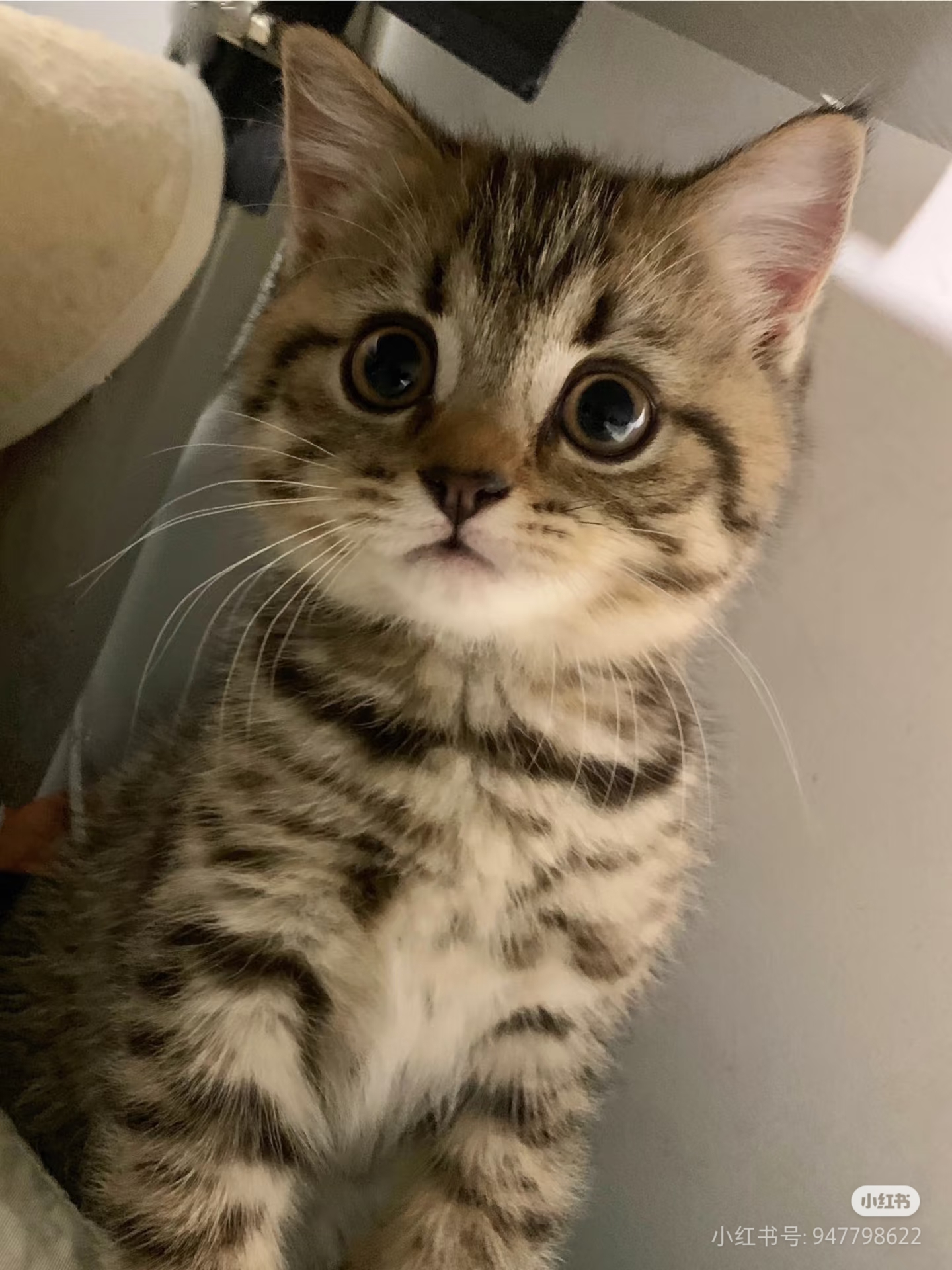 狸花
