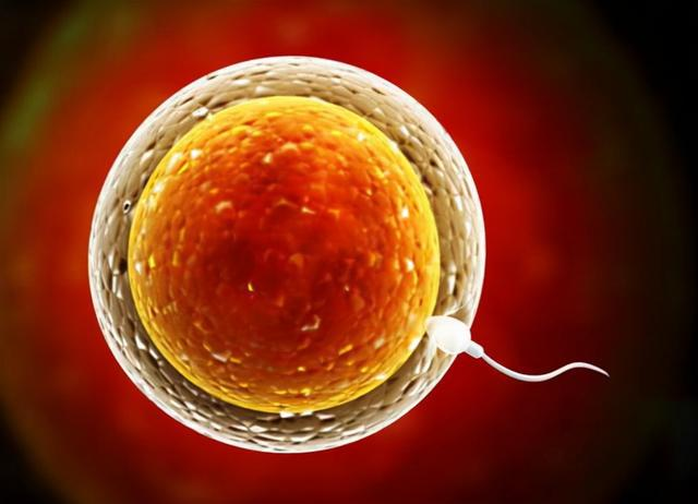 精哥哥寻找卵妹妹的大冒险！