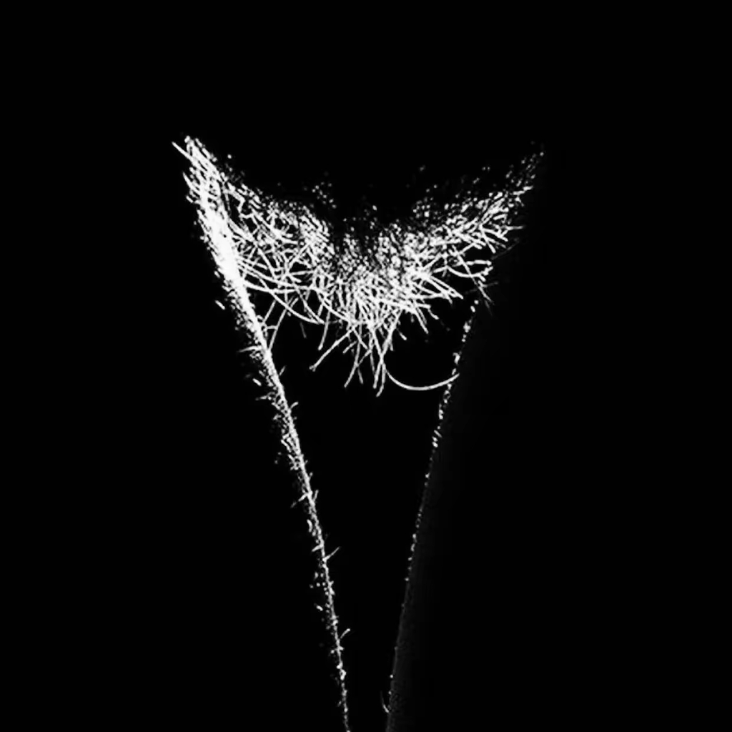 永恒的漆黑命运