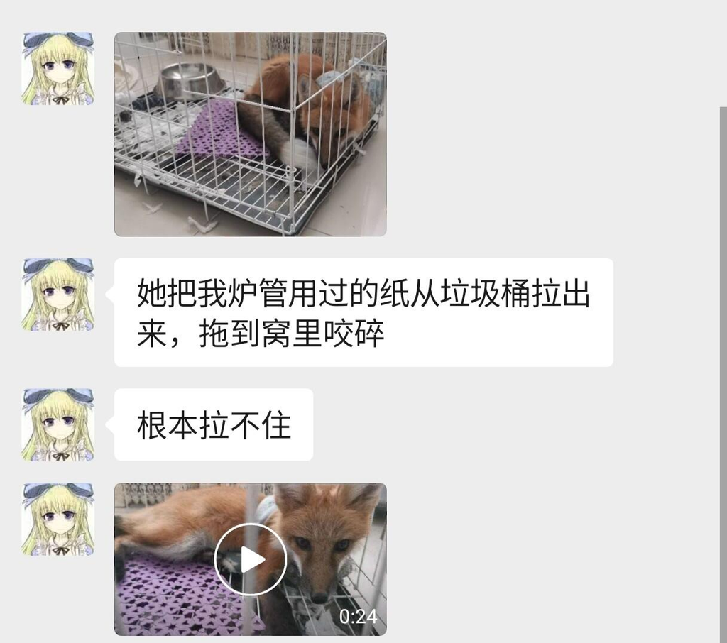 藏在你家偷吃剩菜和鲁国的纸的可怜魔物娘鼠鼠 图片 2